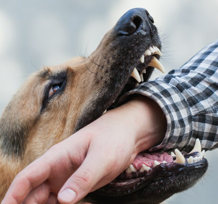 One German shepherd bites a man by the hand.