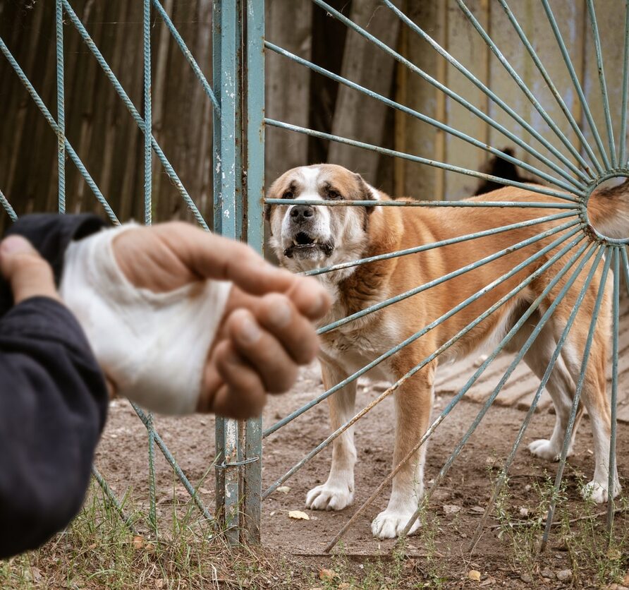 Bandaged human hand after dog bite